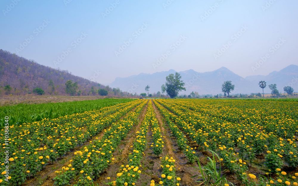 Marigold Flower garden and blue sky in nature