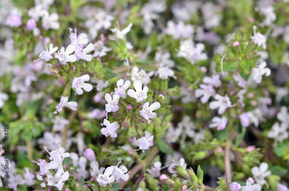 Thymus vulgaris / Common Thyme/, variety with pale pink flowers Thymus vulgaris / Common Thyme/, variety with pale pink flowers