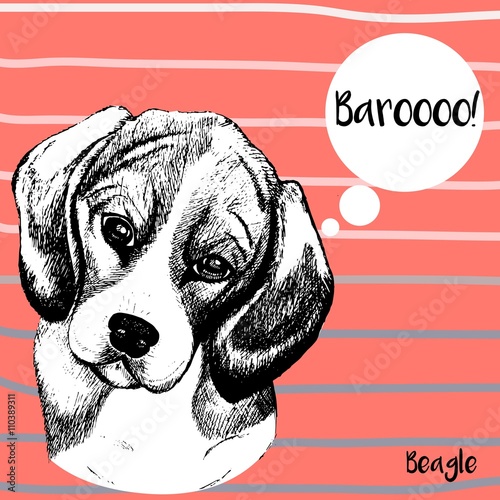 Vector close up portrait of beagle dog. Hand drawn domestic pet dog illustration. Isolated on pantone Peach Echo background with rose and grey strips.