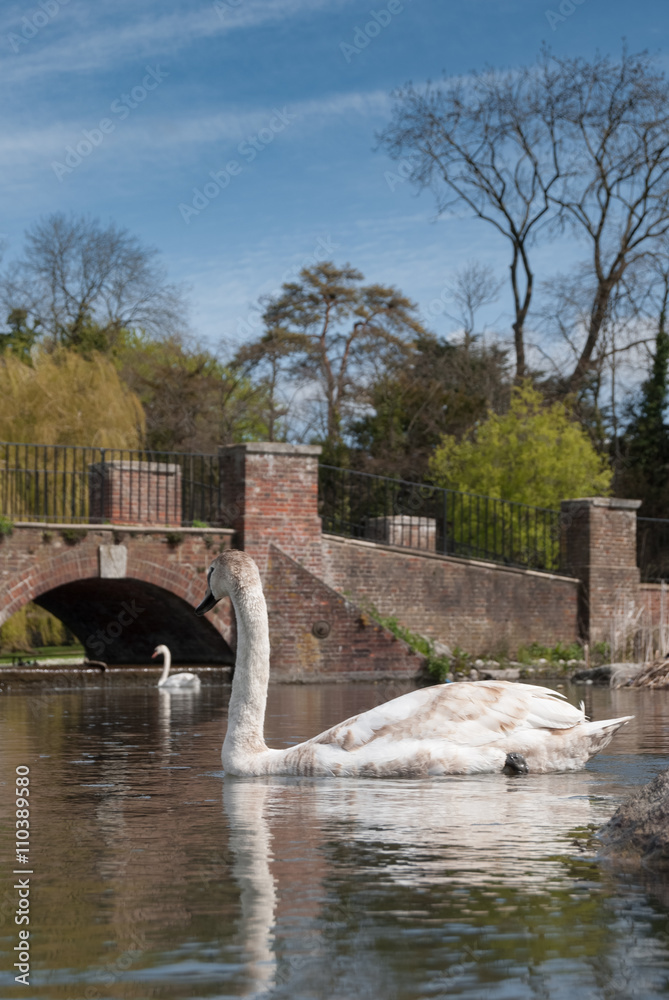 Obraz premium Two swans float on the Lake in a park in St Albans, UK
