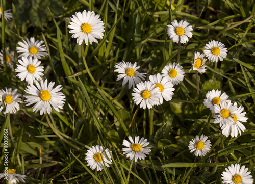 Daisies. Very small daisies used to make daisy chains  sit at grass level with bright sunny colours and heralding summer.