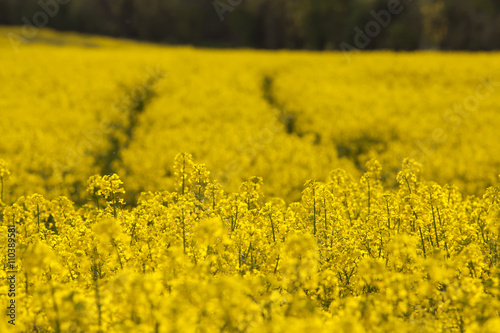 Canola Crop. Late spring, early summer is the time the canola crop comes into its spectacular showing. The yellow of the flower burst onto the countryside in swathes of colour © janecampbell21