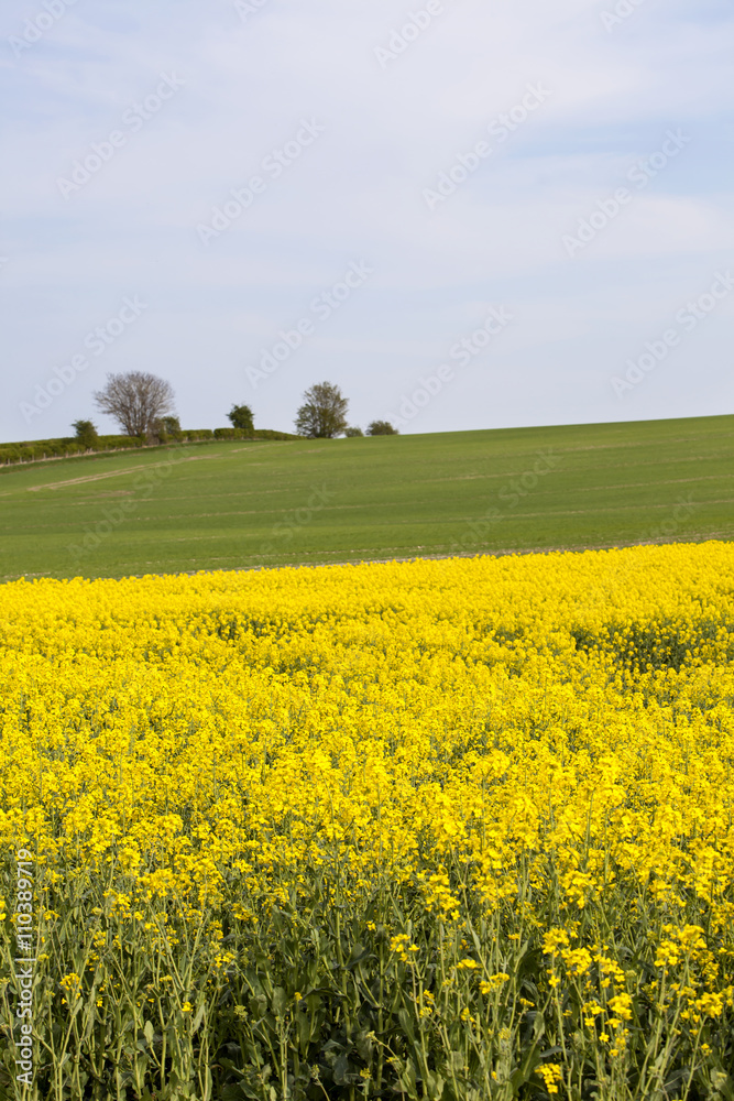 Canola Crop. Late spring, early summer is the time the canola crop comes into its spectacular showing. The yellow of the flower burst onto the countryside in swathes of colour.