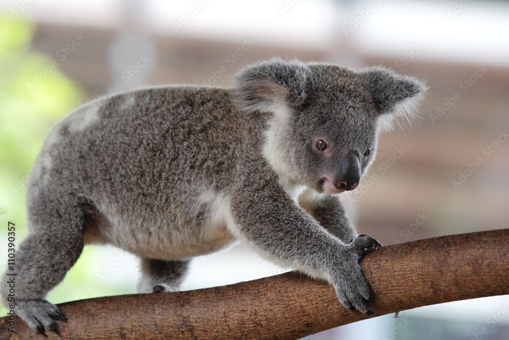 Fototapeta premium Koala (Phascolarctos cinereus)