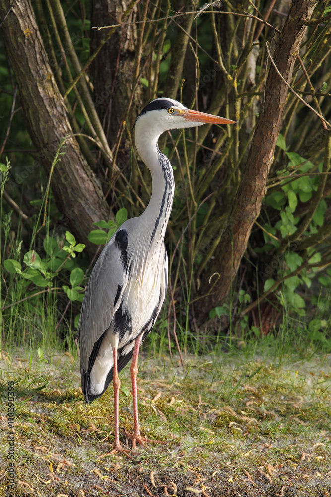 Fototapeta premium Graureiher (Ardea cinerea)