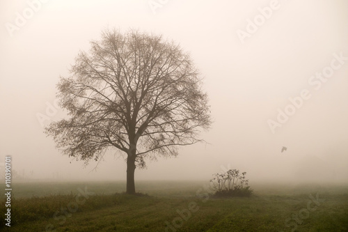 Wallpaper Mural foggy morning Torontodigital.ca