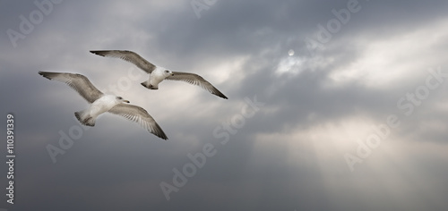 Möwen im Himmel