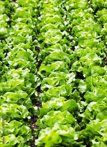 Salatfeld