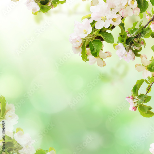 Fresh spring branches of apple tree with flowers, natural floral seasonal easter background. Suitable for greeting cards and invintation.