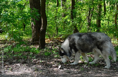 Husky in the woods