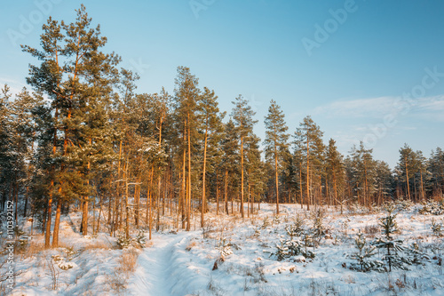 Sunset Sunrise Time. Path, Lane, Way In Sunny Winter Snowy Conif photo