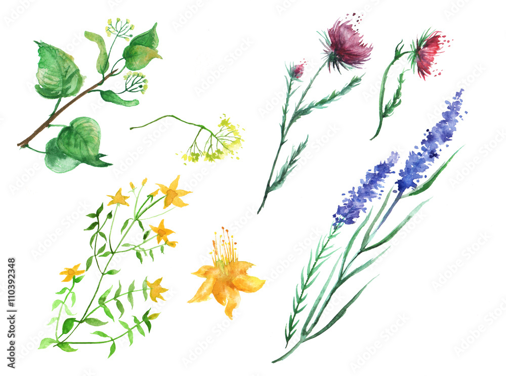 A set of watercolors, herbs, flowers - thistles, lime, St. John's wort, lavender. On an isolated white background A set of watercolors, herbs, flowers - thistles, lime, St. John's wort, lavender. On an isolated white background
