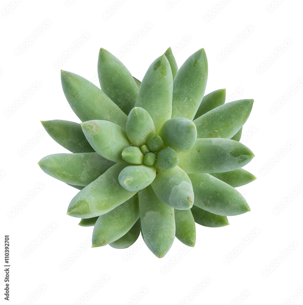 Fototapeta premium Miniature succulent plants