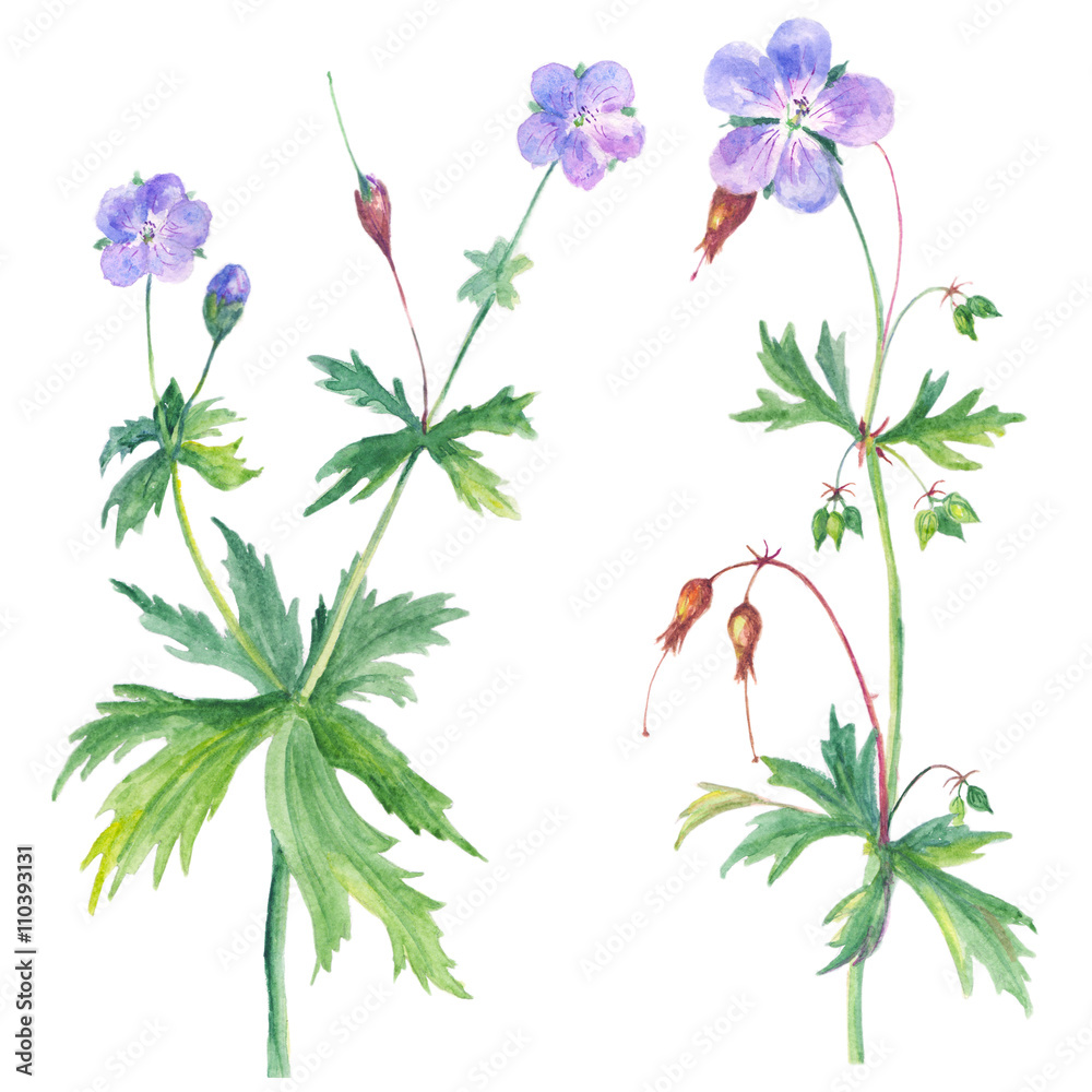 watercolor illustration with geranium isolated