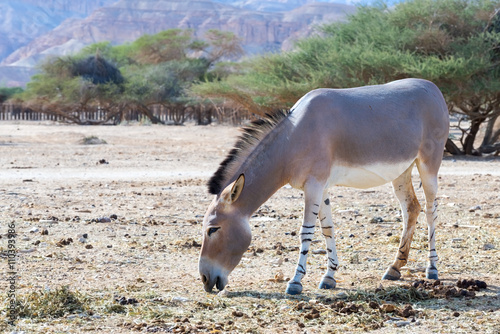 Somali wild donkey (Equus africanus) is the forefather of all domestic asses. This species is extremely rare both in nature and in captivity 
 
