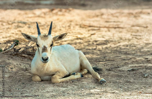 Baby of antelope, Arabian oryx (Oryx leucoryx) in desert nature reserve, 35 km north of Eilat, Israel