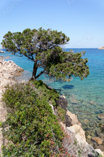 Tree growing out of the rocky coastline at Baja Sardinia