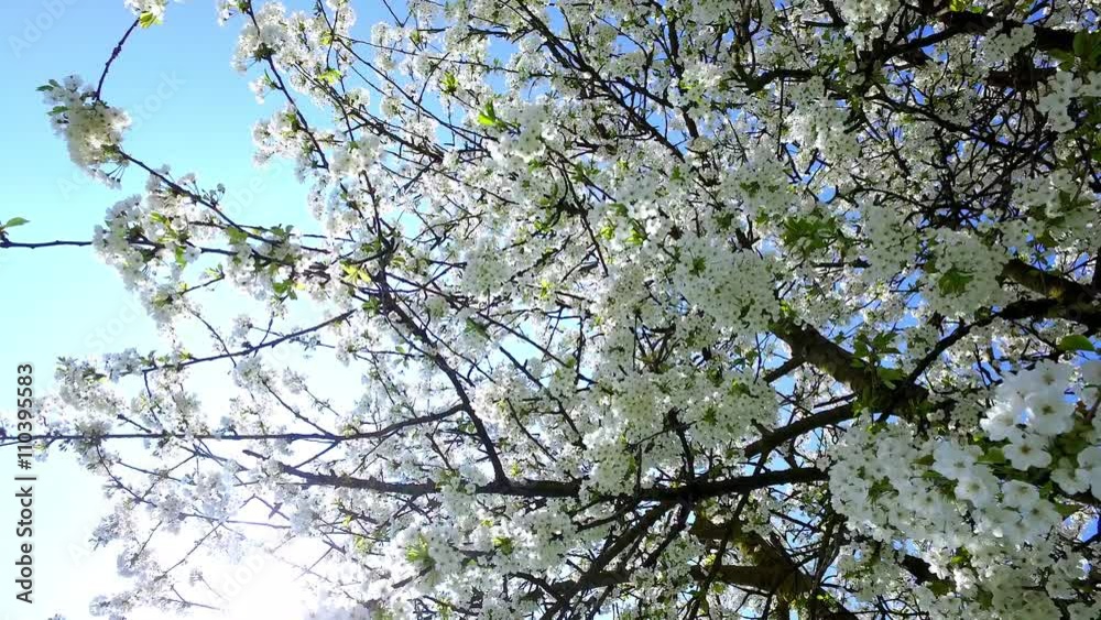 Cherry Blossom, Sakura, Cherry Tree (Prunus avium) in bloom Cherry Blossom, Sakura, Cherry Tree (Prunus avium) in bloom