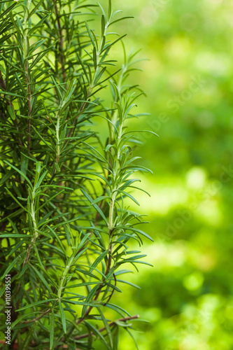 Fototapeta Naklejka Na Ścianę i Meble -  Rosemary bush close up