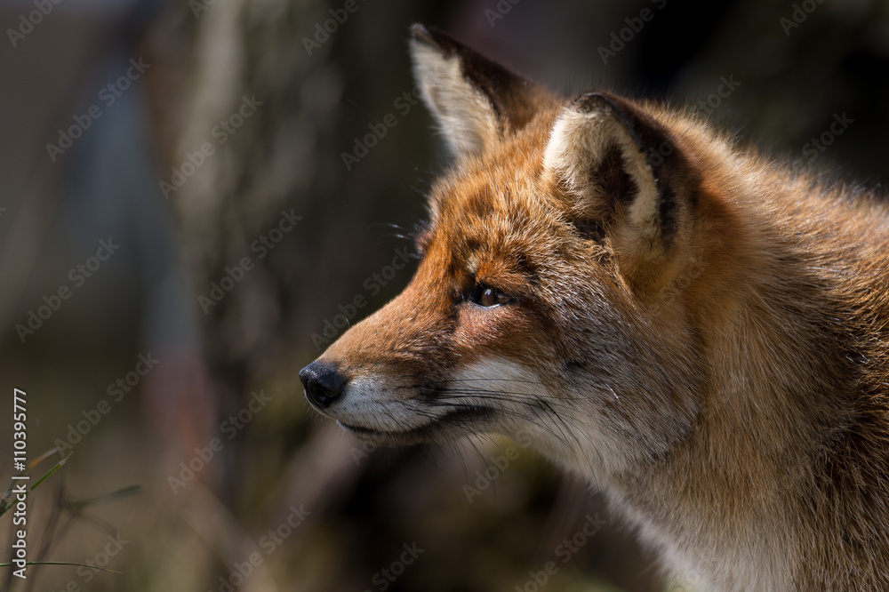 Red fox in beautifull backlight