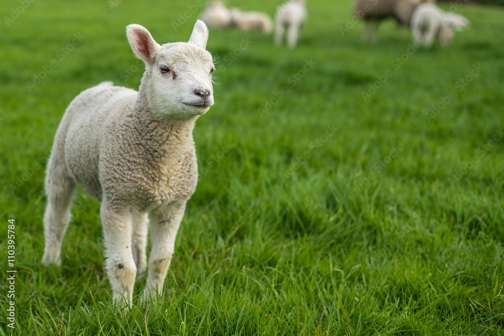 Little lamb standing alone with its family in the background Little lamb standing alone with its family in the background