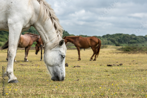 White horse in New Forest National Park