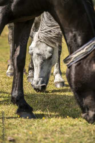 Wild white horse grazing
