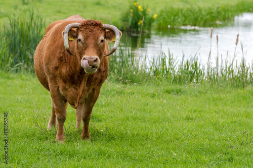 Big Red cattle cow in green meadow licking its nose in dutch landscape
