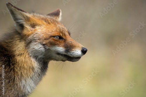 Fox staring in the distance © henkhennuin