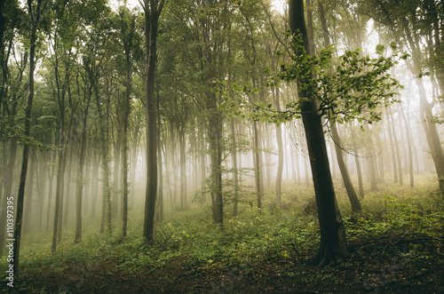 green forest in sun light