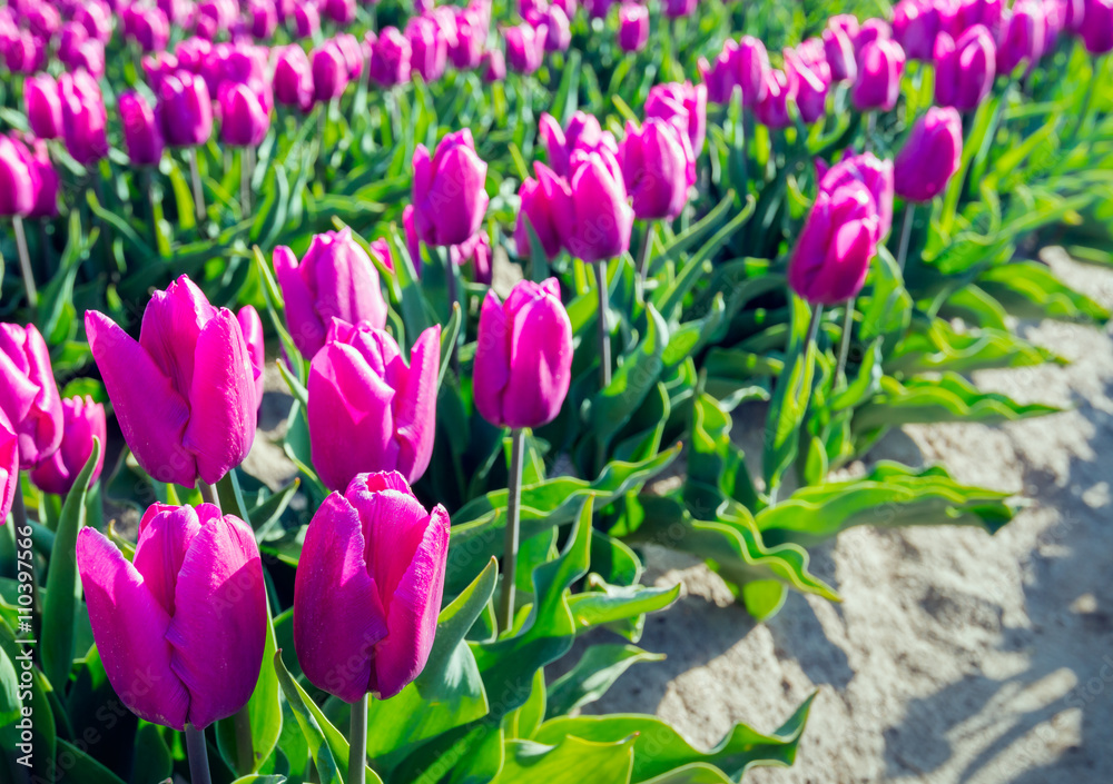 Fototapeta premium Pink flowering tulip bulbs from close