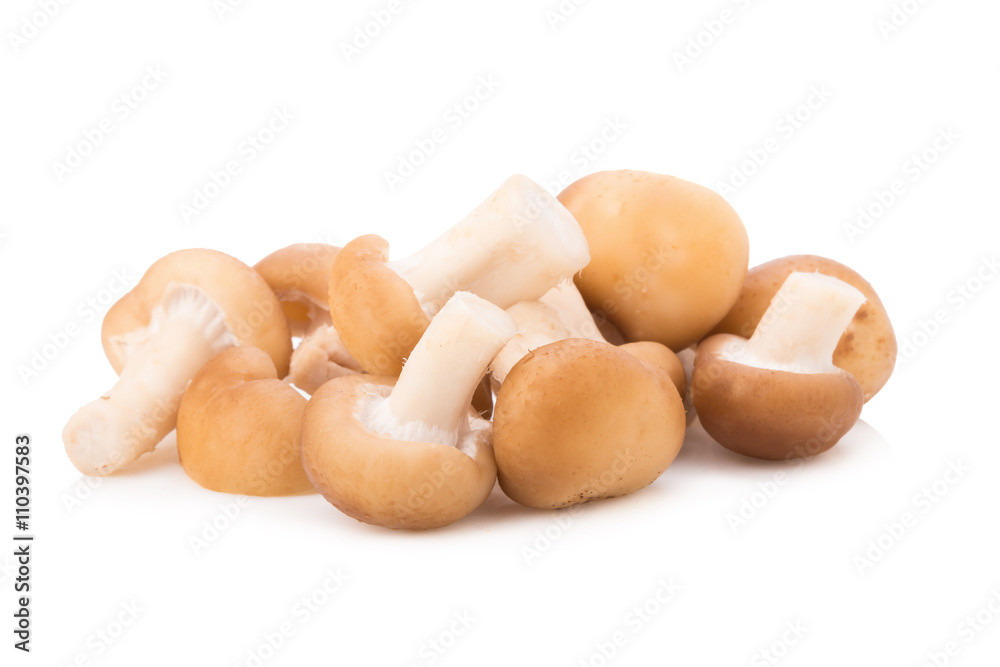 Shiitake Mushrooms isolated on the white background Shiitake Mushrooms isolated on the white background