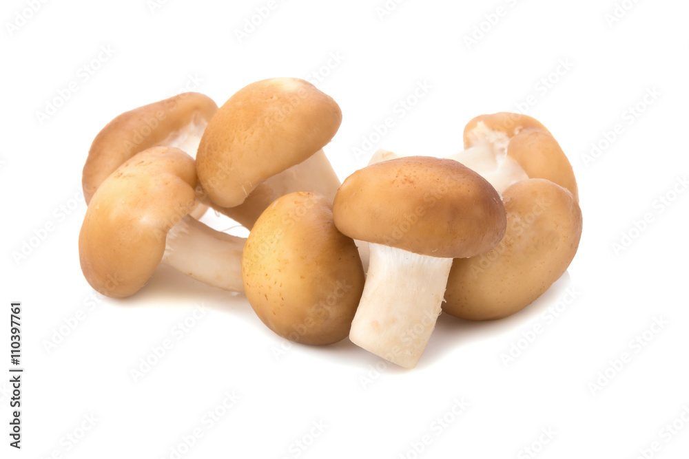 Shiitake Mushrooms isolated on the white background Shiitake Mushrooms isolated on the white background