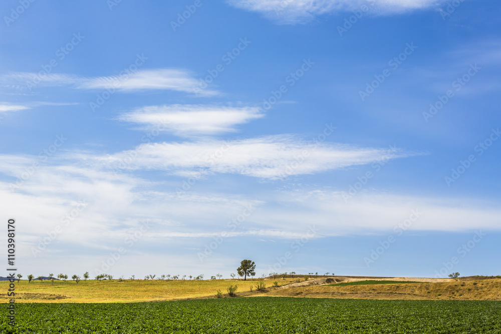 Agricultural fields. Comarca de Los Vélez, Almería, Andalucía, Spain, Europe.
