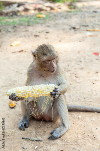 monkey sit on th floor and eat the corn
