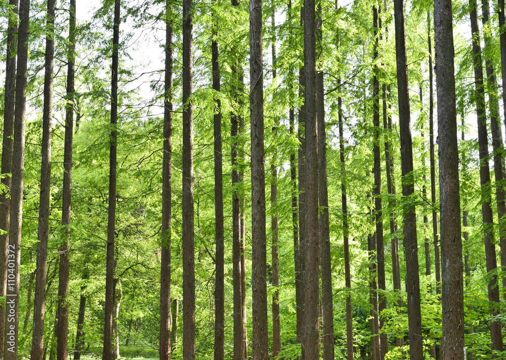 conifer forest with sunbeam. Mixed forest in spring. Nature background, tranquil scene with no people.