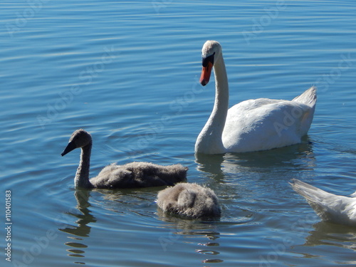 Familie Schwan