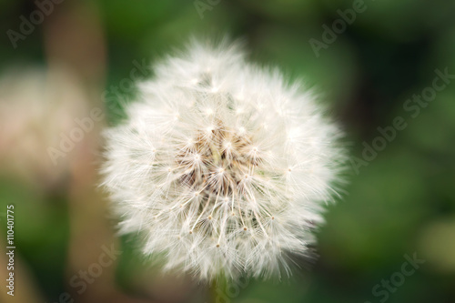 Dandelion