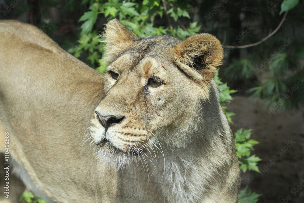 Obraz premium Asiatic Lion - Panthera Leo Persica/Beautiful Female Lion Gazing Into The Distance