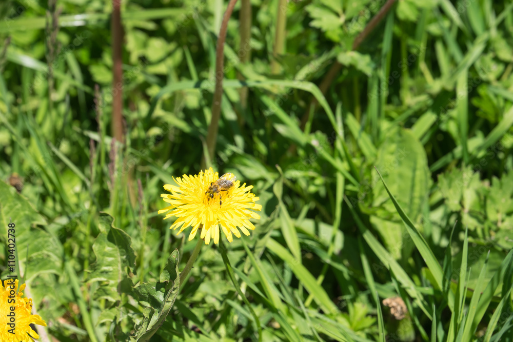 Biene Steckt Kopf in Löwenzahnblüte Biene Steckt Kopf in Löwenzahnblüte