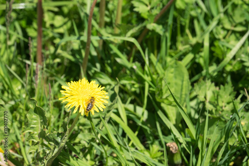 Biene auf dem Löwenzahn