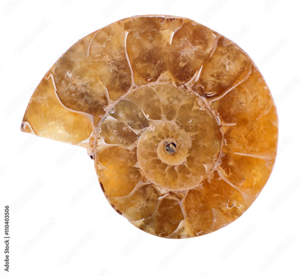 yellow ammonite spiral isolated on white yellow ammonite spiral isolated on white