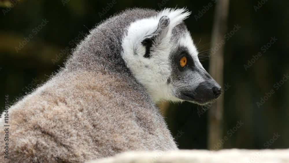 close up on the head of a lemur close up on the head of a lemur