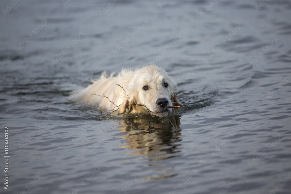 Golden Retriever badet Golden Retriever badet