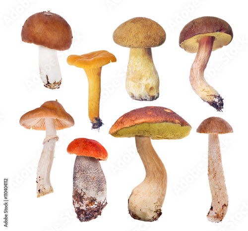 set of eight edible mushrooms on white