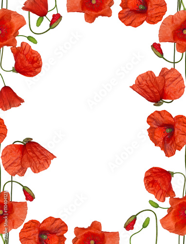 Fototapeta Naklejka Na Ścianę i Meble -  isolated red poppy flowers frame