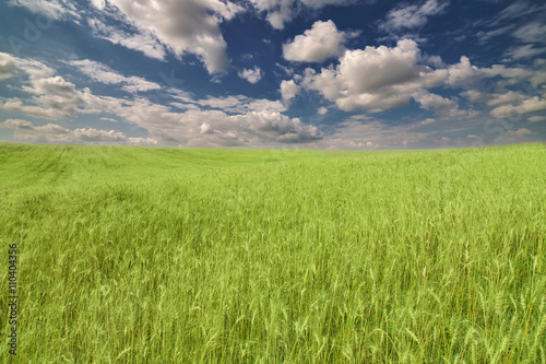 green wheat field under dark blue sky