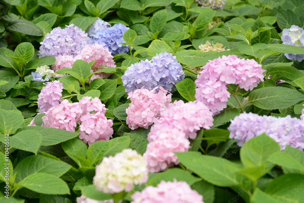 Hydrangeas Hydrangeas
