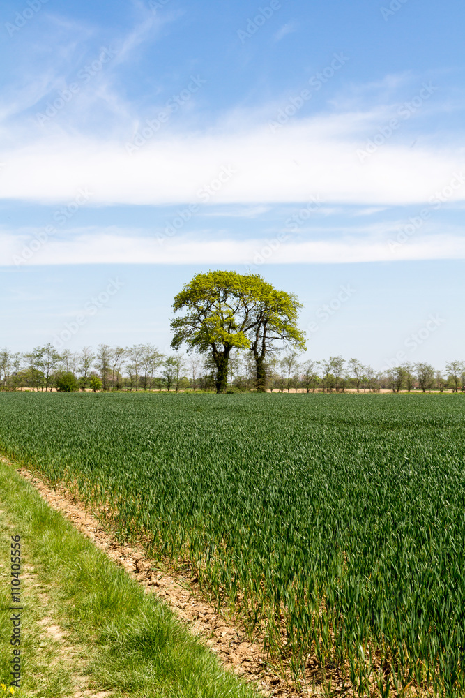 Track through Farmland Track through Farmland