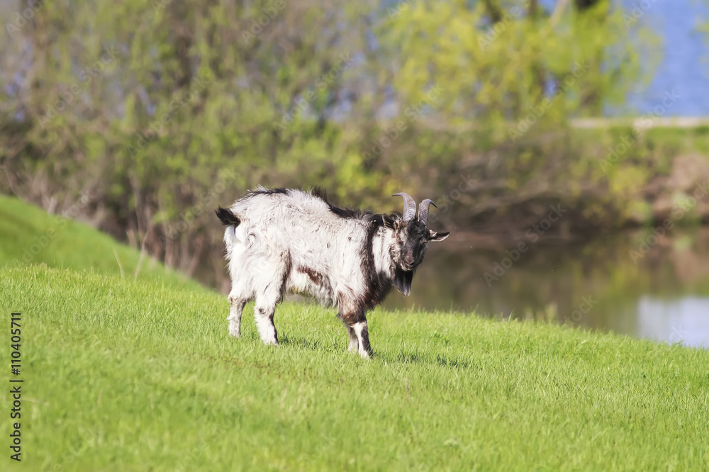 Obraz premium goat is grazed on a green meadow on the farm and nibbling the juicy grass